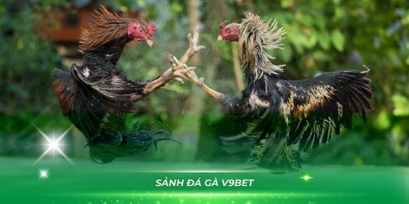 Tổng quan về đá gà V9BET